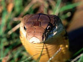 Illustration for article titled The Awesome Snakes Discuss The Awesomeness Of Various Snakes